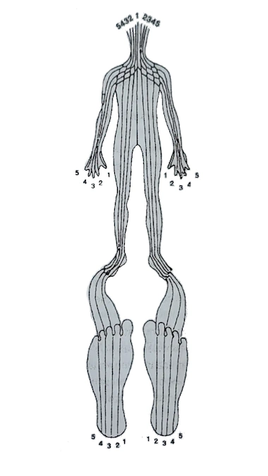 Darstellung Meridianlinien Koerper-Füsse Reflexzonenmassage