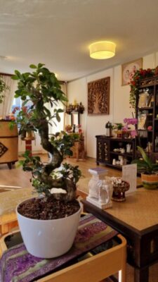 Tida Thai Massage Zurich Schaffhauserplatz - Bonsaibaum